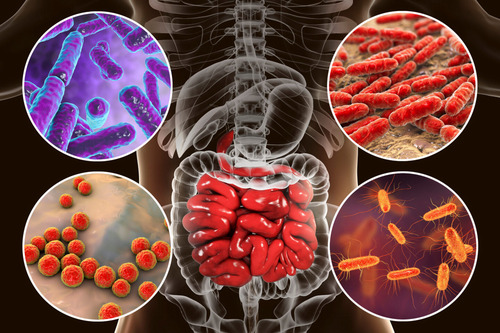 Association between gut microbiota and sarcopenia in older adults: a cross-sectional analysis from the second wave of the Birjand Longitudinal Aging Study (BLAS)