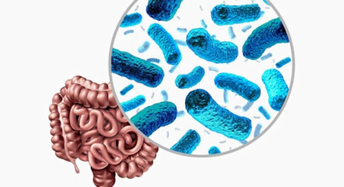 Preliminary investigation on the association of dietary total antioxidant capacity alternative healthy eating index, and dietary inflammatory index with intestinal microbiota in patients with diabetic nephropathy